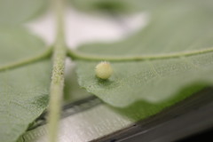 Phylloxera caryaeavellana