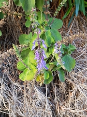 Coleus barbatus grandis