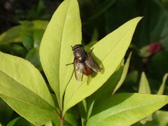 Stomorhina xanthogaster