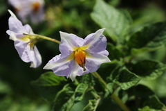 Solanum tuberosum