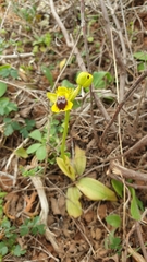 Ophrys lutea phryganae