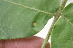 Phylloxera caryaeavellana