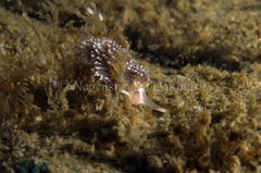 Facelina auriculata
