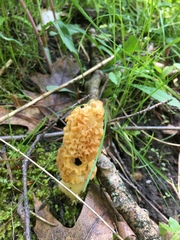 Morchellaceae