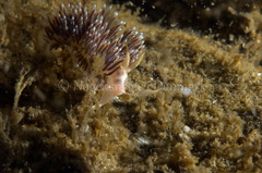 Facelina auriculata