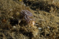 Facelina auriculata