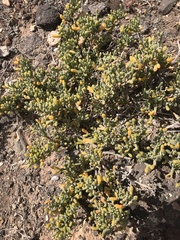 Tetraena fontanesii