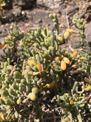 Tetraena fontanesii