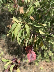 Terminalia phanerophlebia