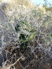 Asclepias nyctaginifolia