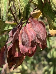 Terminalia phanerophlebia