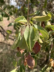 Terminalia phanerophlebia