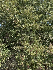 Terminalia phanerophlebia