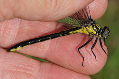 Stenogomphurus rogersi