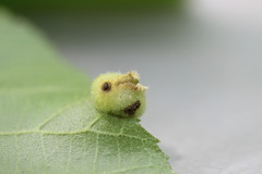 Phylloxera caryaeavellana