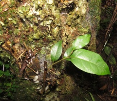 Olea capensis macrocarpa