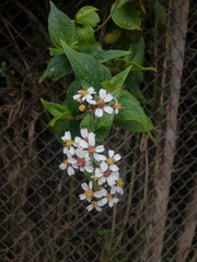 Alloispermum