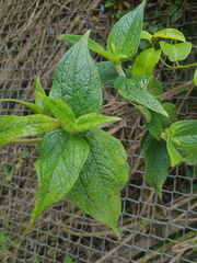 Alloispermum