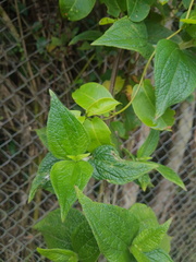 Alloispermum