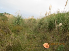 Juncus caespiticius