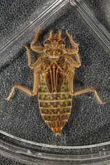 Stenogomphurus rogersi