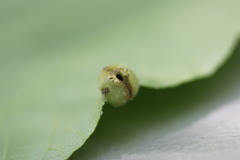 Phylloxera caryaeavellana