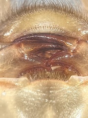 Stenogomphurus rogersi