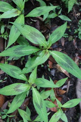 Persicaria pubescens