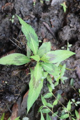 Persicaria pubescens