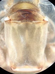 Stenogomphurus rogersi