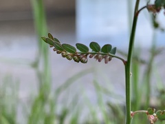 Phyllanthus parvulus