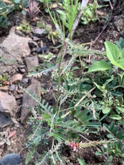 Phyllanthus parvulus