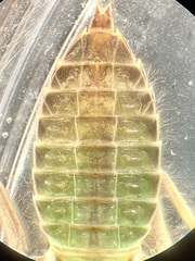 Stenogomphurus rogersi