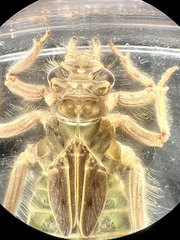 Stenogomphurus rogersi