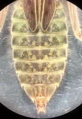 Stenogomphurus rogersi