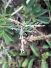 Phyllanthus parvulus