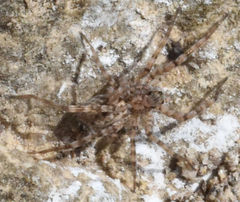 Pardosa sura