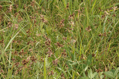 Luzula campestris campestris
