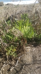 Crithmum maritimum