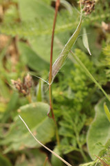 Luzula campestris campestris