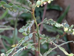 Phyllanthus parvulus