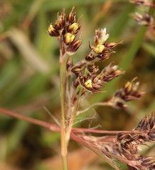 Luzula campestris campestris