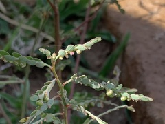 Phyllanthus parvulus