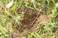 Luzula campestris campestris
