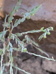 Phyllanthus parvulus