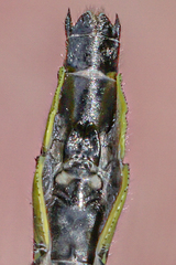 Stenogomphurus rogersi