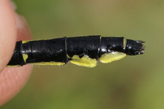 Stenogomphurus rogersi