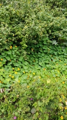 Tropaeolum majus image