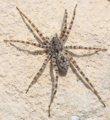 Pardosa sura