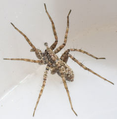 Pardosa sura